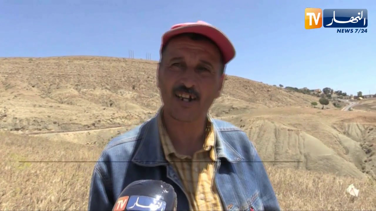 غليزان: فلاحو لحلاف يحافضون على الطريقة التقليدية في حصد محاصيلهم