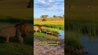 Lion vs Croc: Who’s Letting Go First? #lion #wildlife #shorts