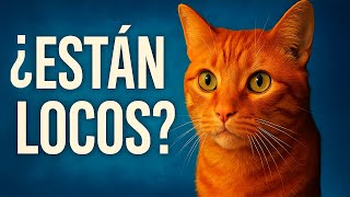 El Misterioso Comportamiento de los Gatos Naranjas EXPLICADO