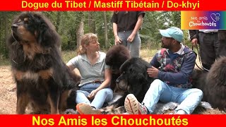 Dogue du Tibet " Nos Amis les Chouchoutés "🐶❤️[Présentation Complète Mastiff Tibétain / Do-khyi] ep1