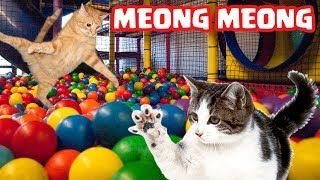 Si Meong Meong - Lagu Kucing Lucu Main Bola Belon