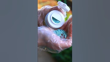 Thuốc Diệt Ốc Sên Của Nhật Hiệu Quả Thật #nhatban #lamvuon #làmvườn #farming