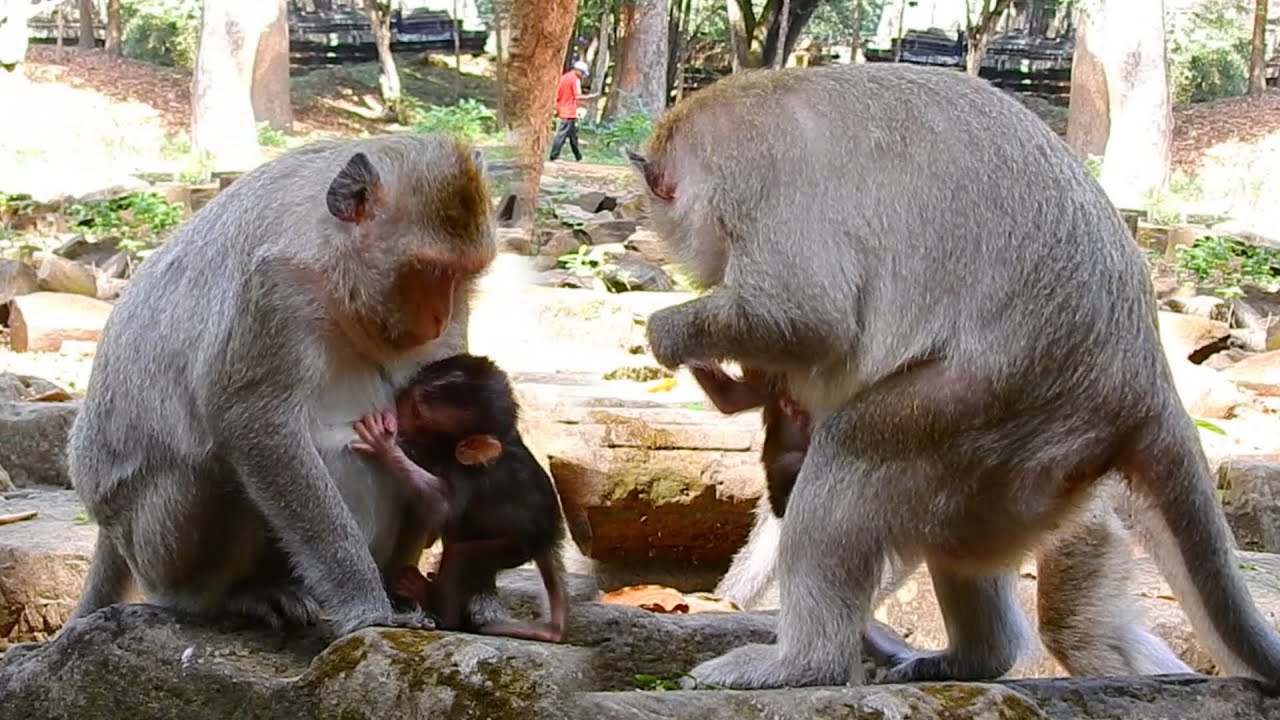 A Gentle Refusal As A Tiny Baby Monkey Softly Cries For Milk While Mom Remain Calm Behavior