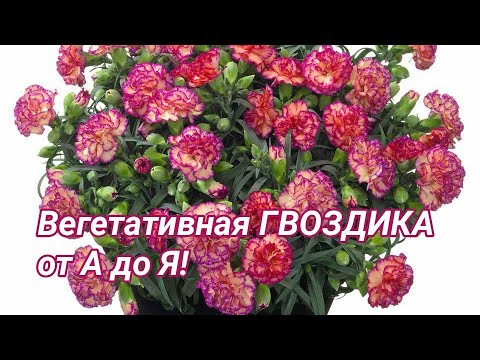 Вегетативная ГВОЗДИКА от А до Я.