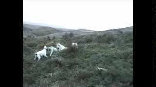 2º Demanda de liebre con sabuesos ariegeois.