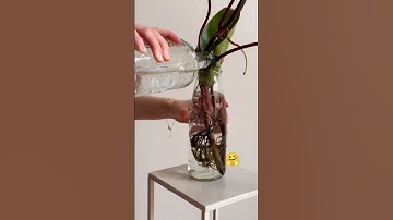 what a roots 🌿#shorts #shortsviral #ytshorts #shortsfeed #propagation #trendingshorts #viral #plants