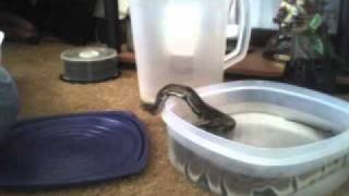 my ball python con comming out of his soaking tub