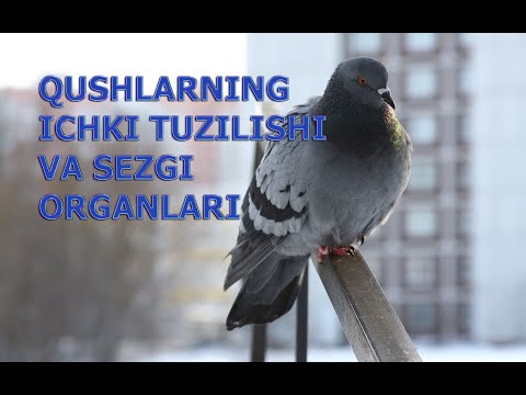 Video: Qushlarning Miyasi: Tuzilishi Va Funktsiyasi