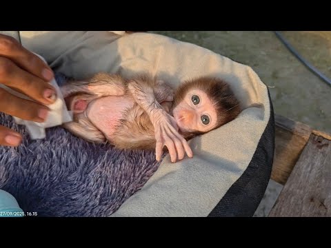 POOR NUNO! THIS LITTLE MONKEY IS VERY SCARED AND UNCOMFORTABLE 😞 - YouTube