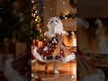 Jingle Bell FLUFF Ragdoll Christmas Dance