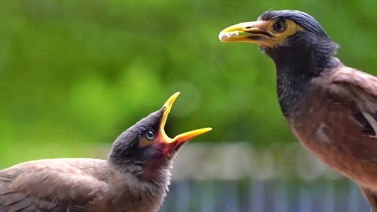 Cute Birds in Bangkok, Thailand 🇹🇭 + FAQ