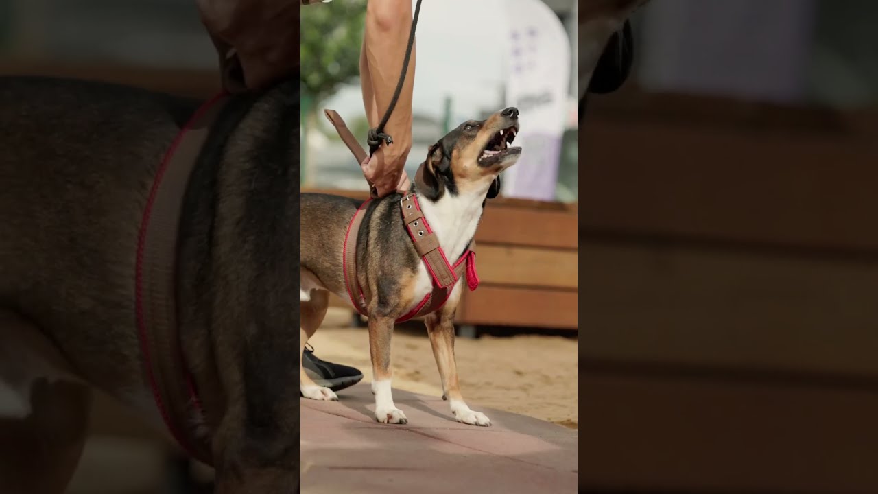 Легкоатлетическое многоборье BURNING BULL BAIKAL GRAND CHAMPION