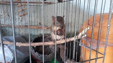 Nuôi sóc như thế nào và Sóc thích ăn gì uống gì