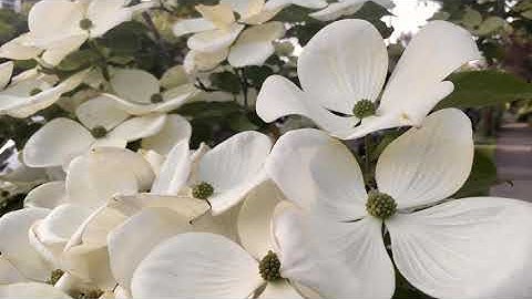 Nesting (Original music video by WeiFi)