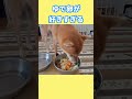 ゆで卵が好きすぎる