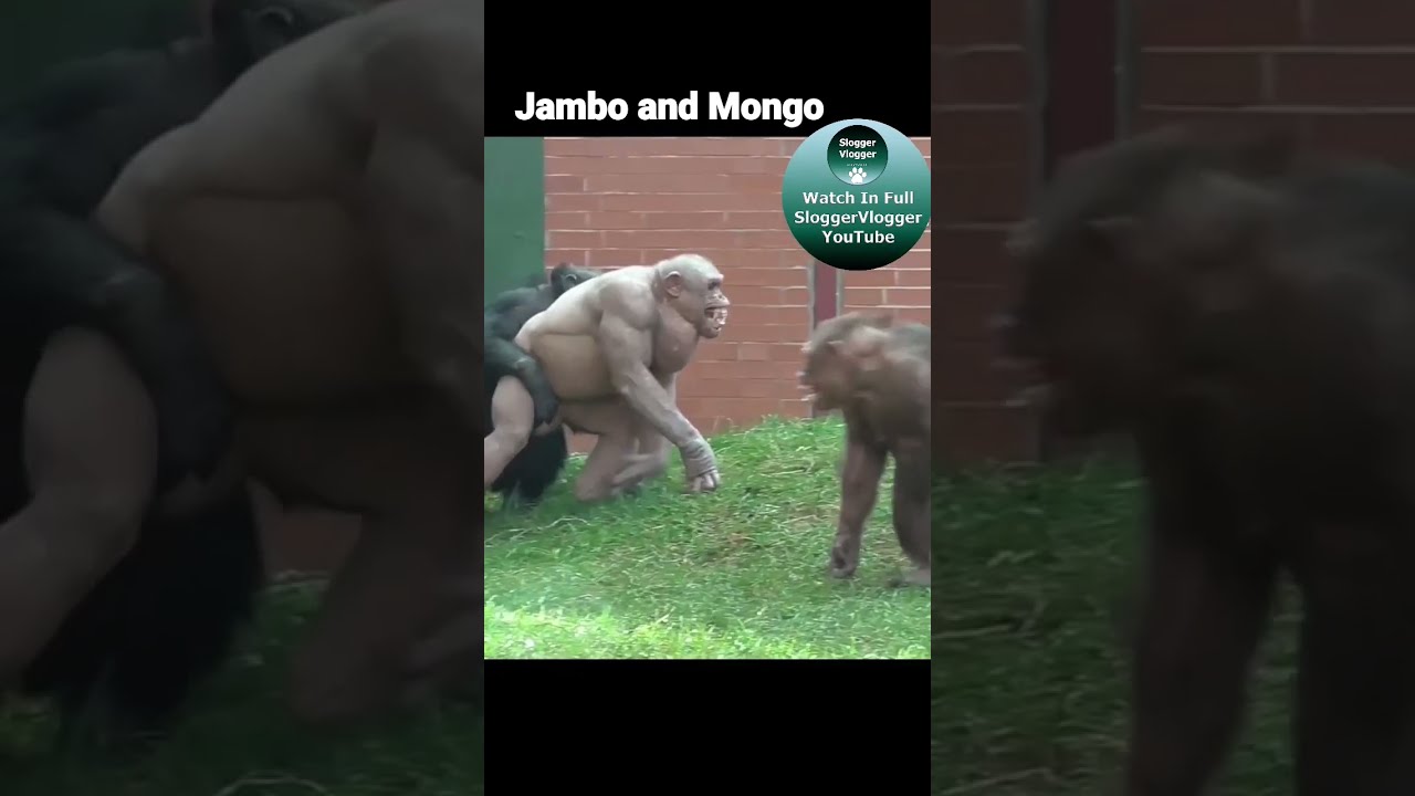 Jambo and Mongo 