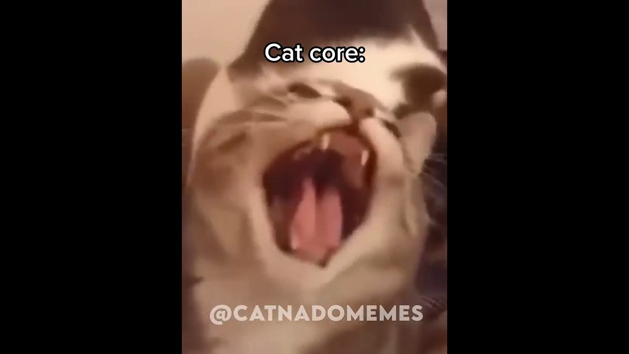 wth did I just create?  #cat #core #funny #memes