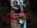 Snack na hindi namin mabuksan 🤣 #puppy #furbaby #bassethound #willows #HushPawLife #funny #shorts
