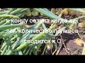 Три подкормки для лука.