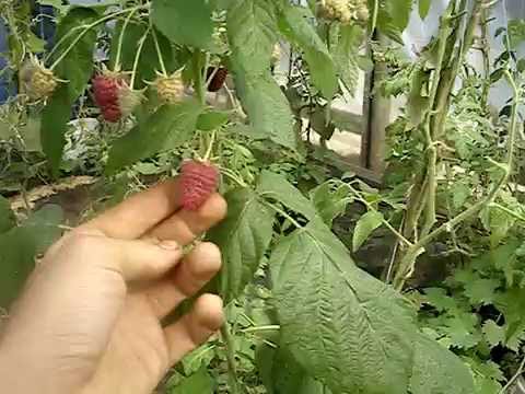 Малина ремонтантная Джоан Джей (Joan J) 2015