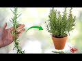 طريقة إكثار نبات الروزماري بالبيت زراعة اكليل الجبل بالعقل Propagating Rosemary From Cuttings طريقة إكثار نبات الروزماري بالبيت زراعة اكليل الجبل بالعقل Propagating Rosemary From Cuttings
