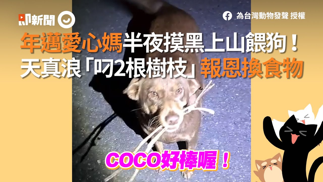 問卦 餵食流浪狗是有愛心的行為嗎 看板gossiping 批踢踢實業坊