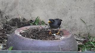 Javan Myna eating millipedes