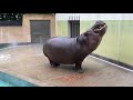 カバのスイカ丸ごとタイム