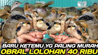 Nah Akhirnya Ketemu Pasar Burung Lolohan Termurah Hari Ini Dikios Pasar Burung Pramuka