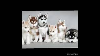 6 Kişilik knk gurup resimleri   (istediğiniz video varsa yoruma yazabilrsiniz yaparim)