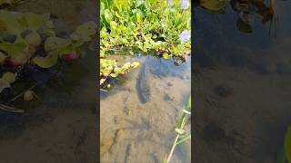 Catching Big Sholfish by hand in Beel water #fishing #fishvideo #bdfish #bigfish #snakedfish