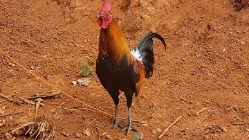 Qaib Dib Txuam Ob - Gà Mồi Tơ F2 Mã Vàng 2020