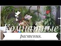 #Комнатныерастения Рум-тур по зимнему саду.Комнатные растения.