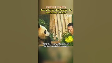 【Emotional Goodbye: South Koreans Bid Farewell to Giant Panda "Fu Bao"】