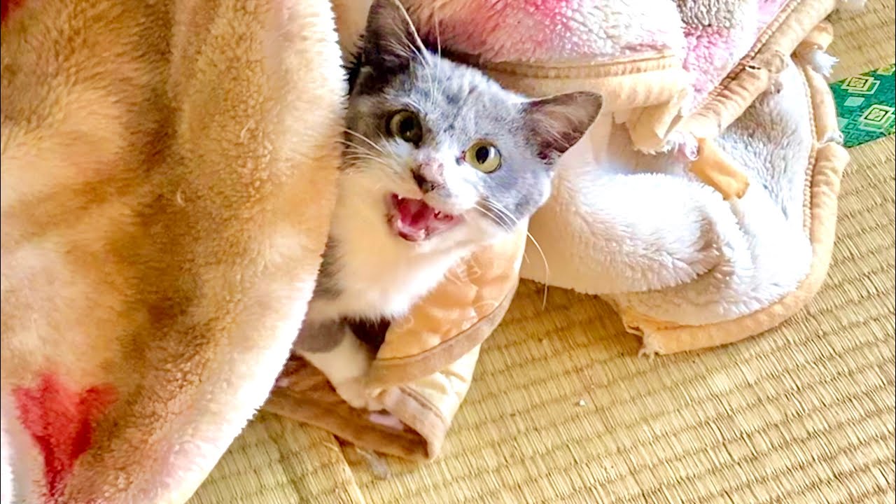 Kitten understands language - YouTube