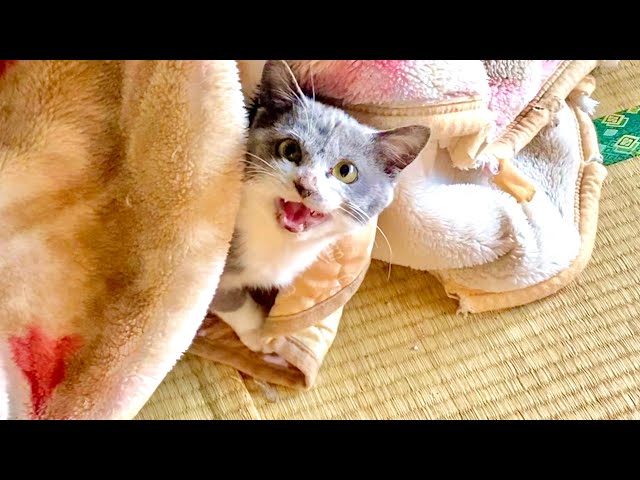 Kitten understands language - YouTube