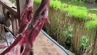 Download Lagu SAUNG BERELE YASWINA MENGEMBANGKAN TERNAK DOMBA. MP3