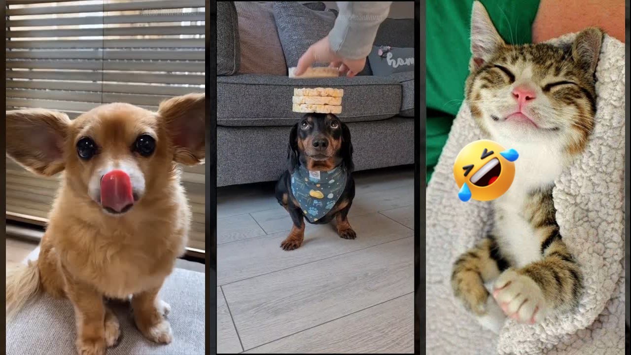 Cute Cats 🙀 funny cats moments 😻 #FunnyCats #5988