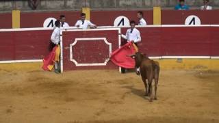 CONCURSO DE RECORTADORES EN CINTRUÉNIGO (NAVARRA) 25- 06 -2016 .