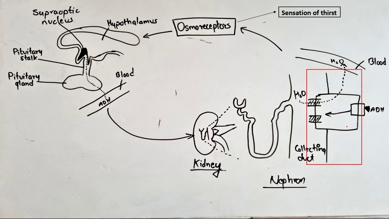 Diabetes Insipidus camera iphone 8 plus apk