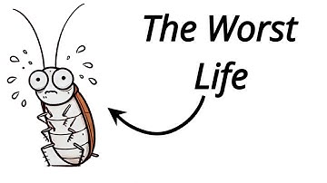 Why It Sucks to Be Born as a Cockroach