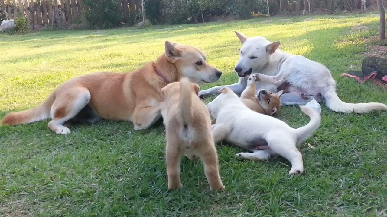 The happiest dog couple's afternoon in the world 애완동물 칩