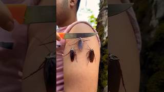 Bushcraft skills: Smart Trick to Handle Insects #survival #camping #outdoors #bushcraft