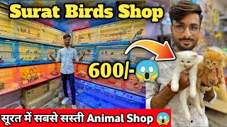 Pet Shop in Surat | सूरत में सबसे सस्ते Birds, Cats, Dog 😱| Dog Shop in Surat | Surat Birds Shop |