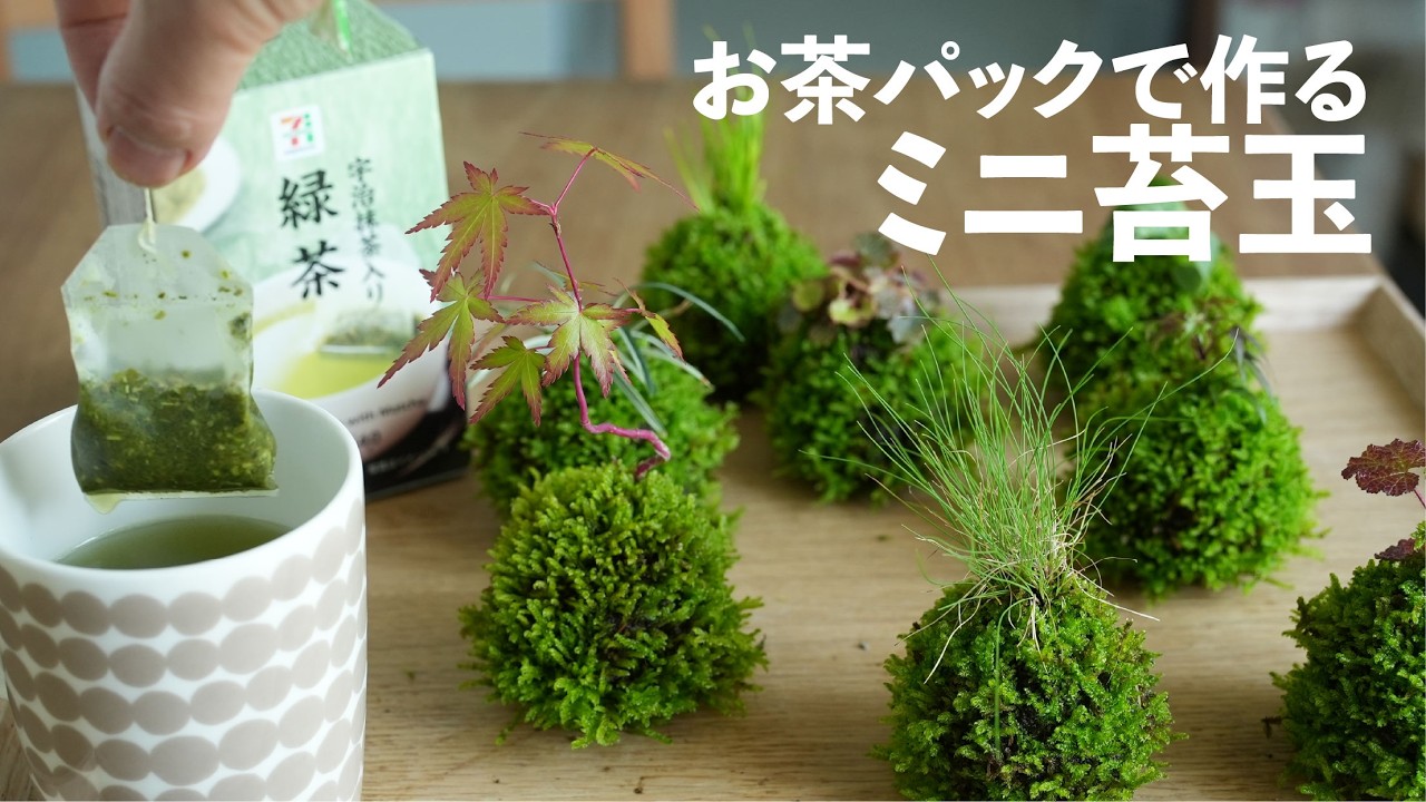 専用ページ　苔茶。様 Tiny Kokedama Using Tea Bags - YouTube