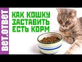 Как кошку заставить пить воду и есть лечебный корм.