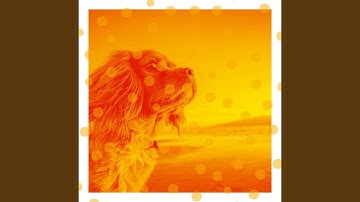 Lonely Backdrops for Cute Dogs