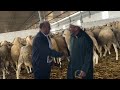 ضيعة الحاج محمد في مديونة كبش عيد الأضحى 2026 الجودة مع الاحترام وتمن المناسب اكسبلور 