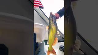 10lb River Catfish thru the ice while walleye fishing.