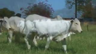 LOTE 12 COL 22525 COL 22561 COLM 3085
